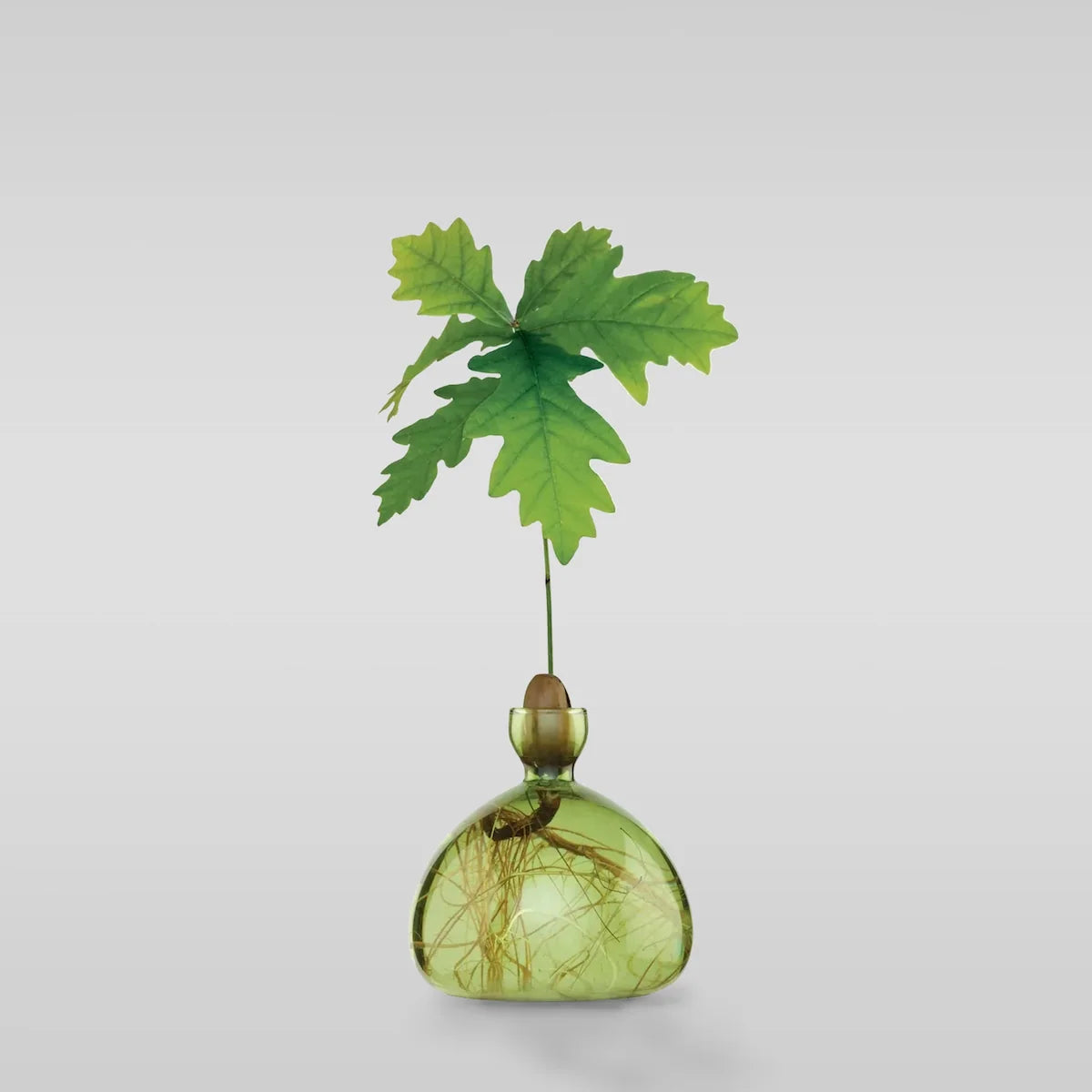 The Acorn Vase - Ilex Studio