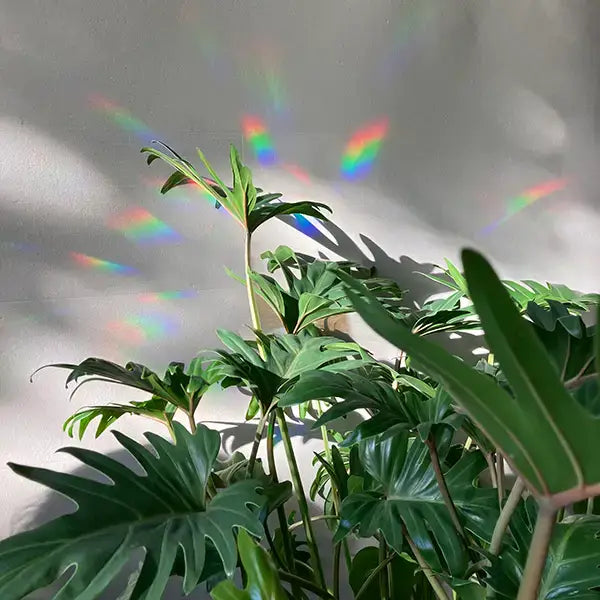 Rainbow maker sticker - Stay Wild (8 mini stickers)
