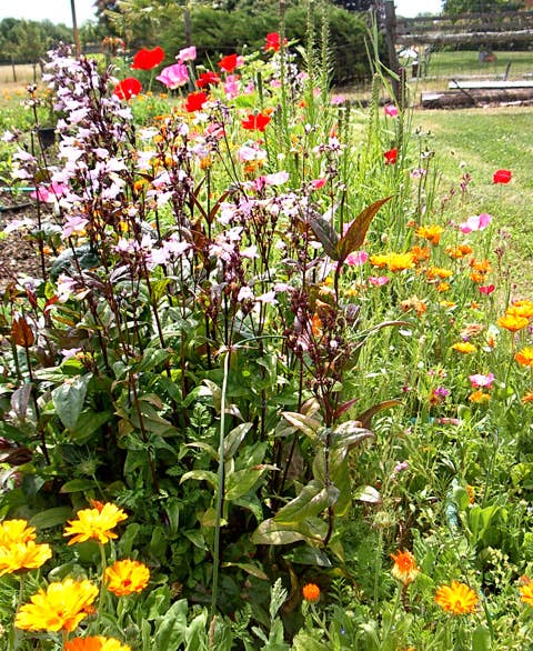 'Bird & Butterfly Mix' seeds