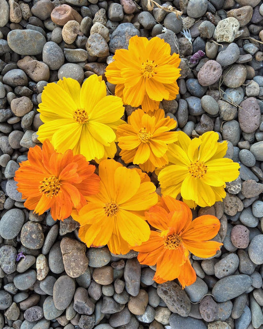 Cosmos 'Bright Lights' Flower Seeds