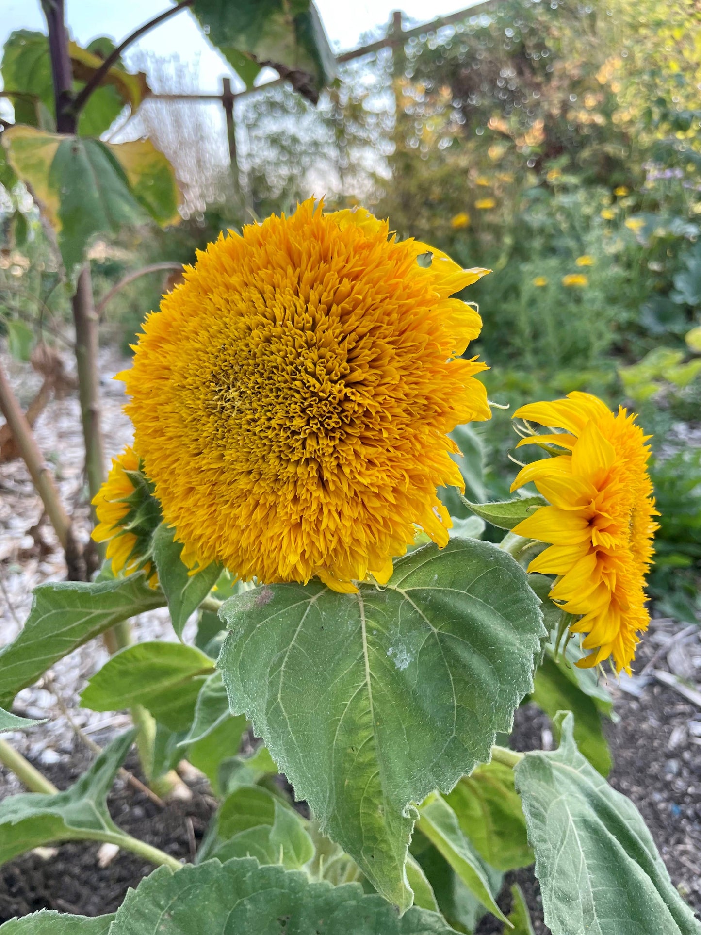 Sunflower 'Teddy Bear' Seeds