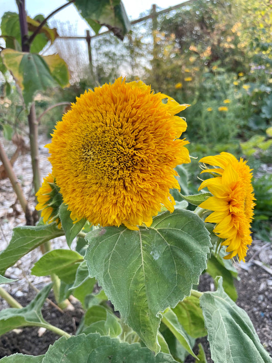 Sunflower 'Teddy Bear' Seeds
