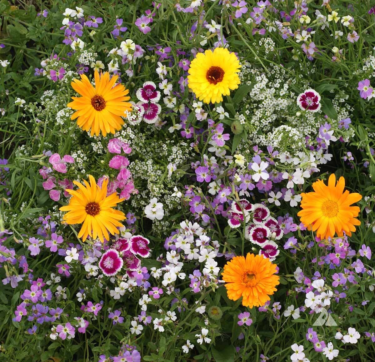 'Fragrant Mix' Wildflower seeds
