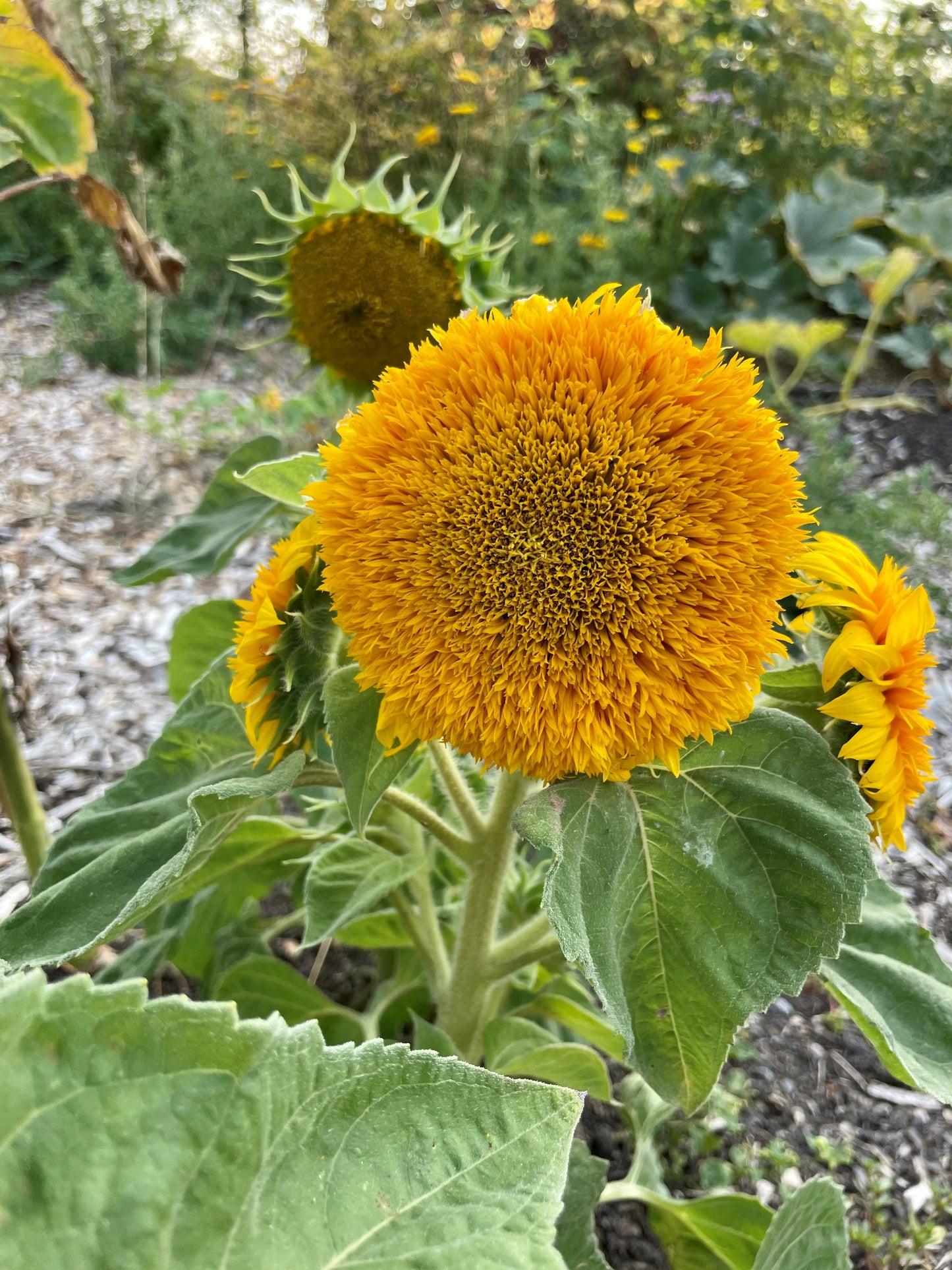 Sunflower 'Teddy Bear' Seeds