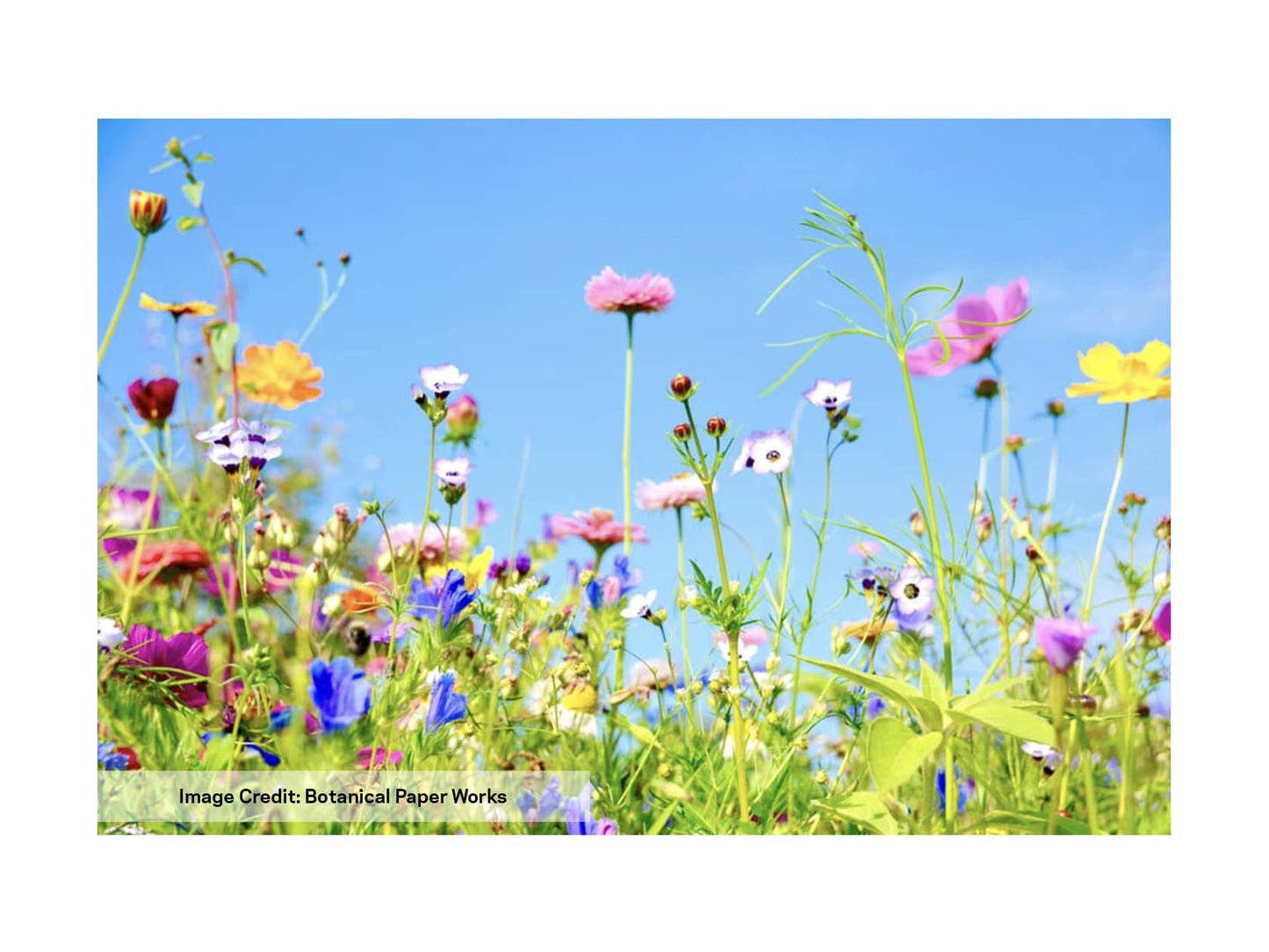 Studio 82° - Mini Wildflower Seed Confetti - Rainbow Light