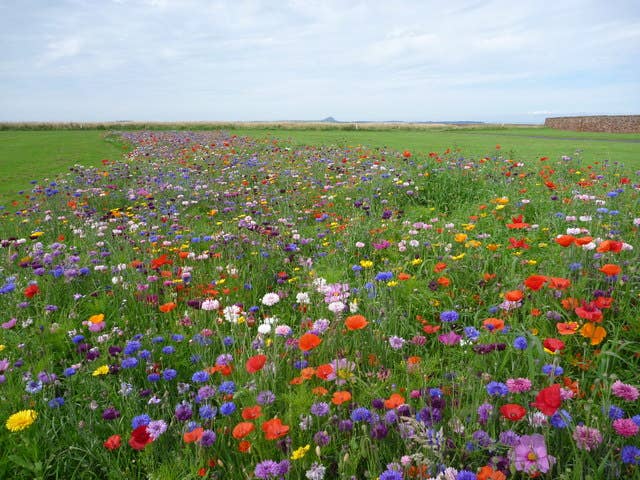 'Shady Mix', Wildflower Seeds for Shade