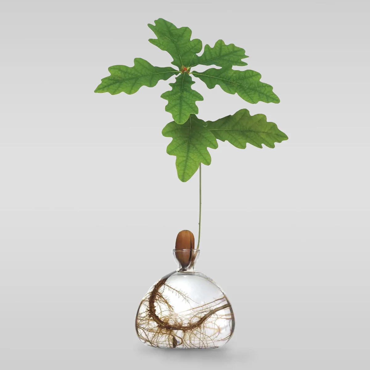 The Acorn Vase - Ilex Studio