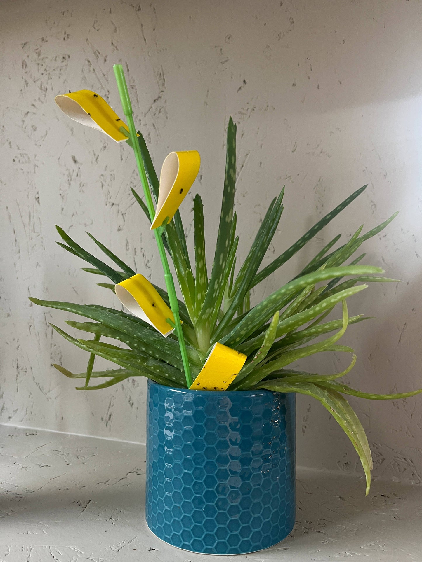 SOS Plant Kit - Saving Sick Plants, One Leaf at a Time
