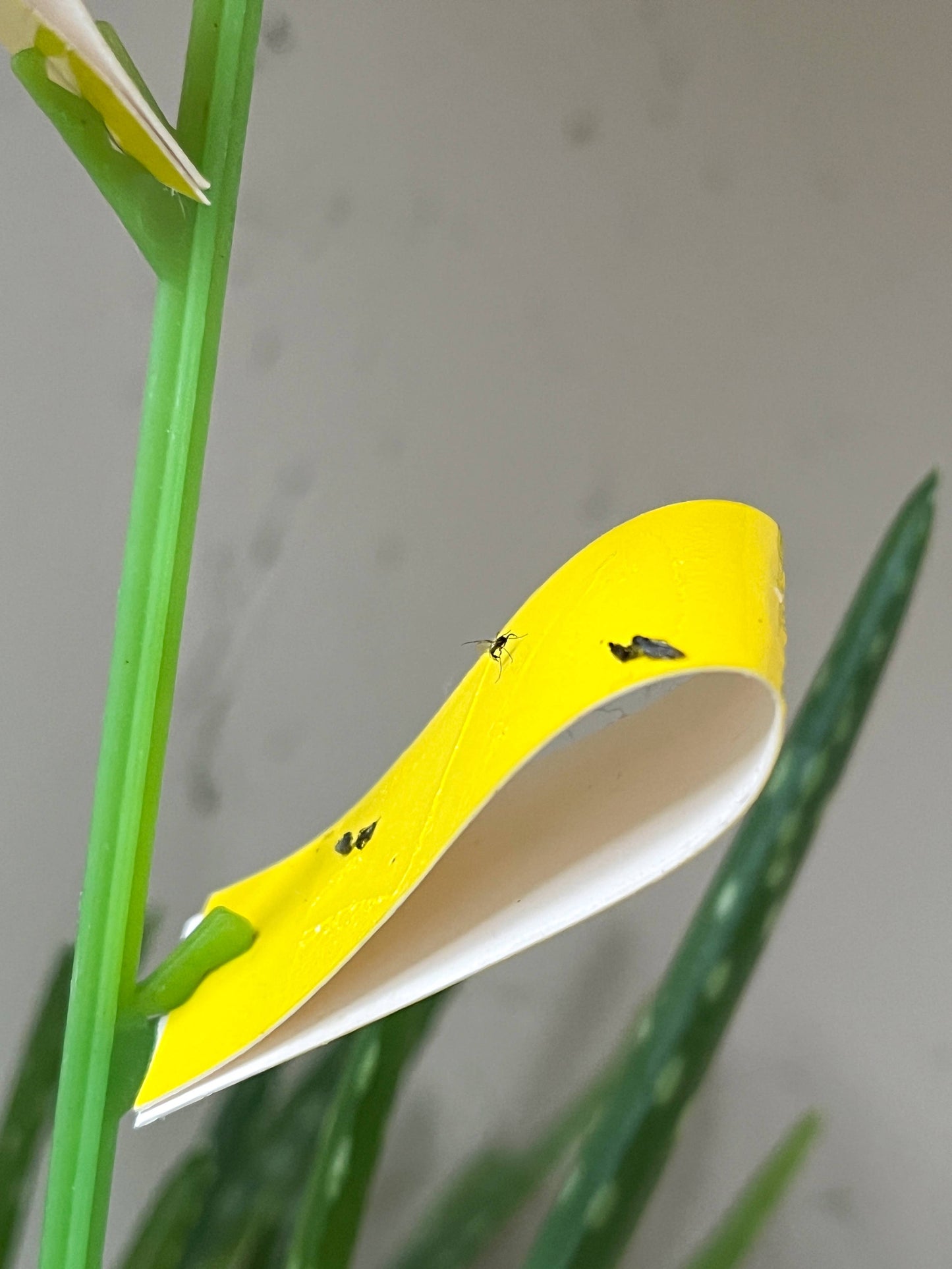 SOS Plant Kit - Saving Sick Plants, One Leaf at a Time
