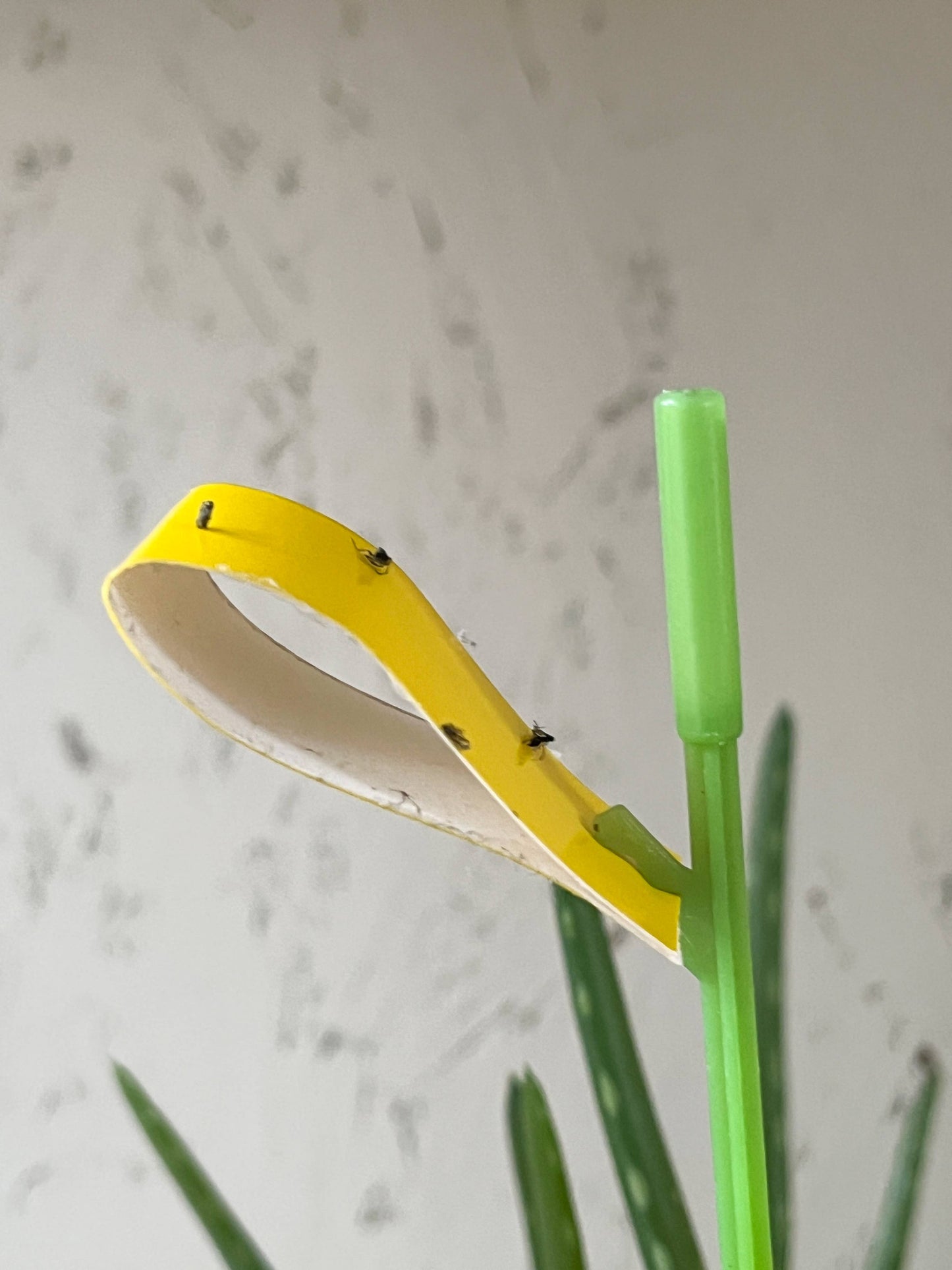 SOS Plant Kit - Saving Sick Plants, One Leaf at a Time