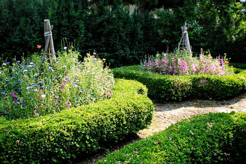 'Shady Mix', Wildflower Seeds for Shade