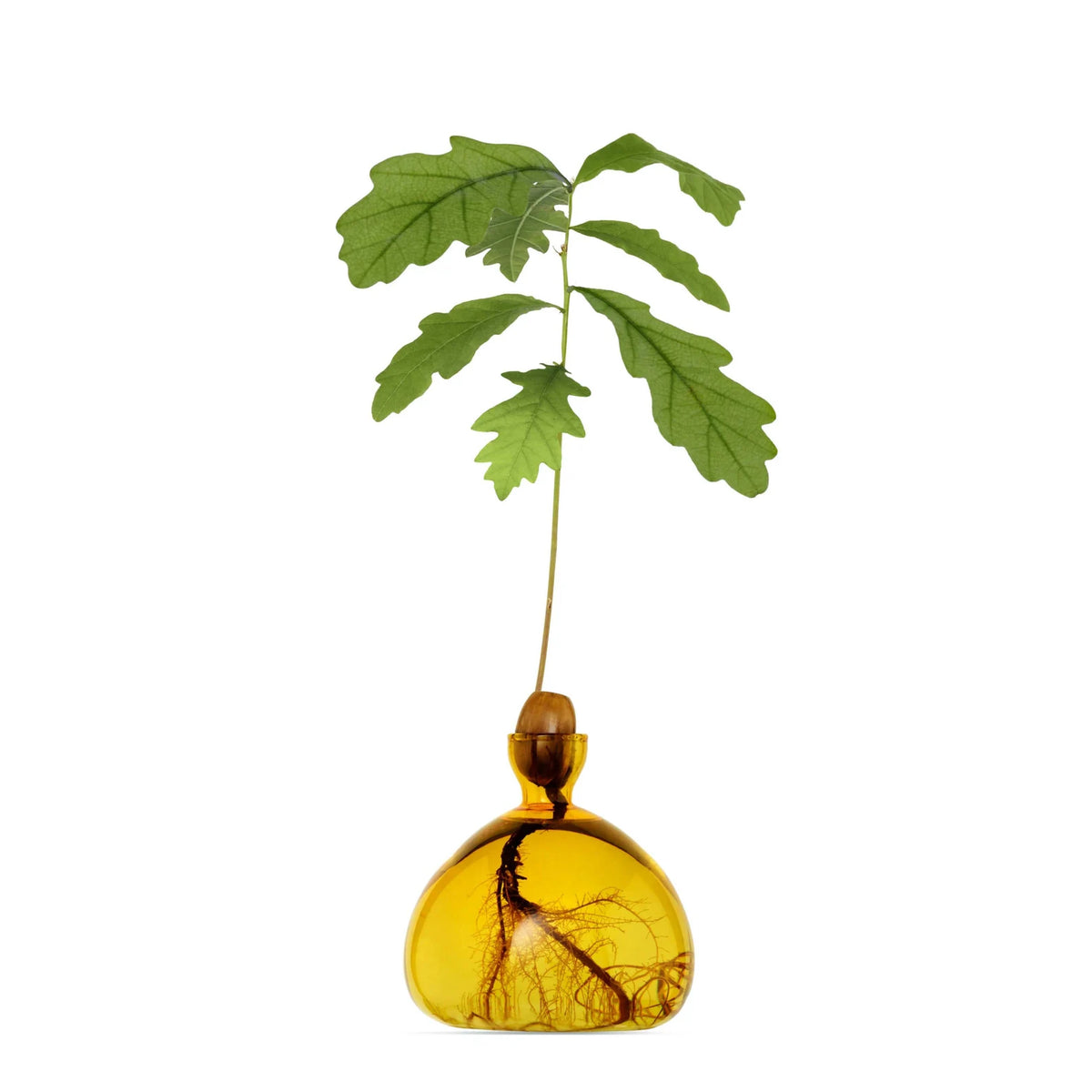 The Acorn Vase - Ilex Studio