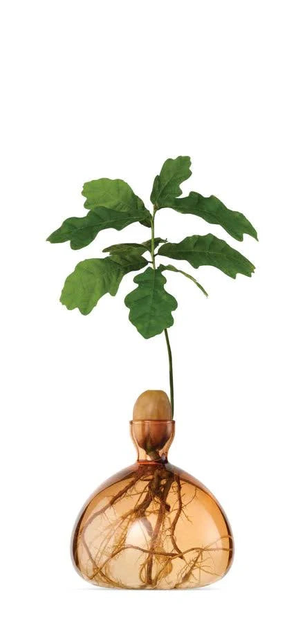 The Acorn Vase - Ilex Studio